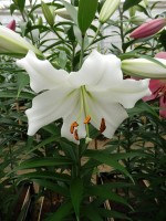 [4178 Fastrada VH No02.JPG]